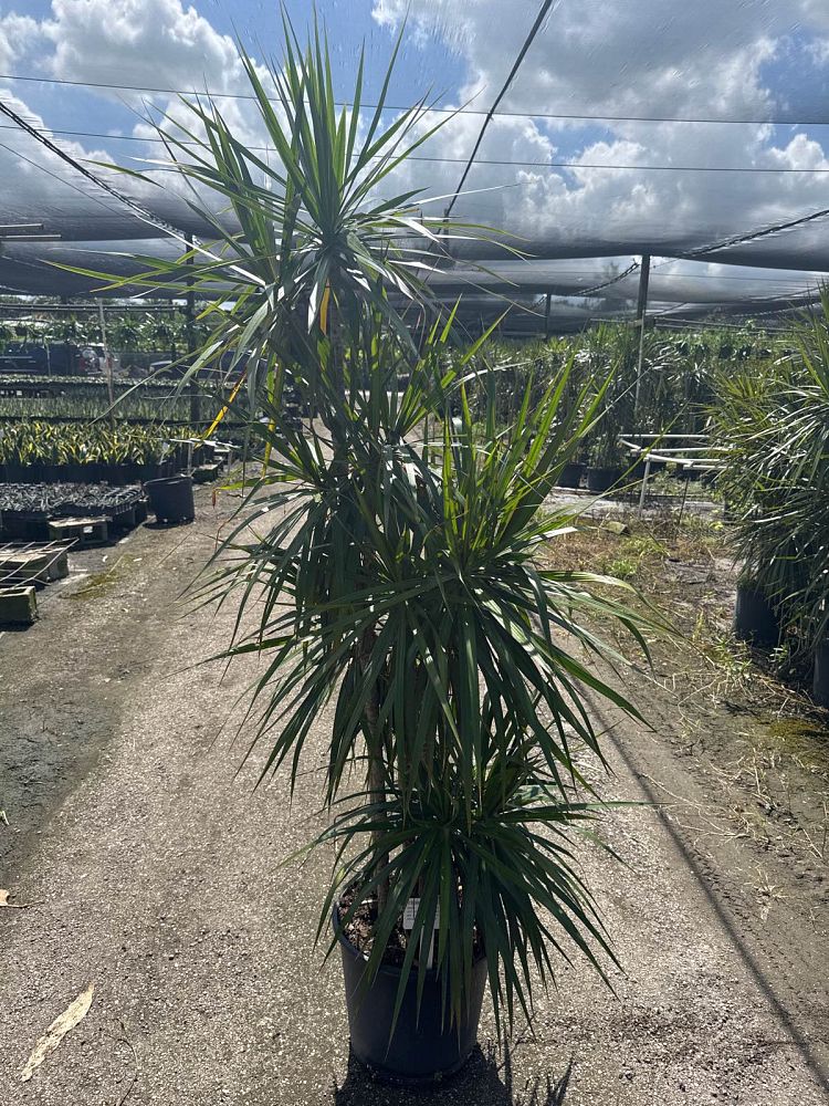 dracaena-marginata-madagascar-dragon-tree