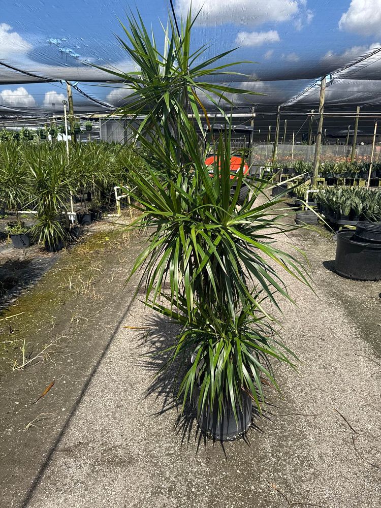 dracaena-marginata-madagascar-dragon-tree