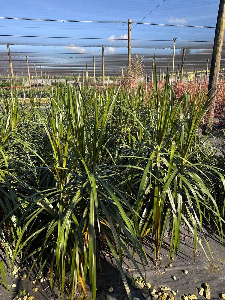 dracaena-marginata-madagascar-dragon-tree