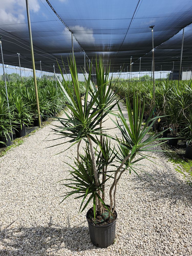 dracaena-marginata-madagascar-dragon-tree