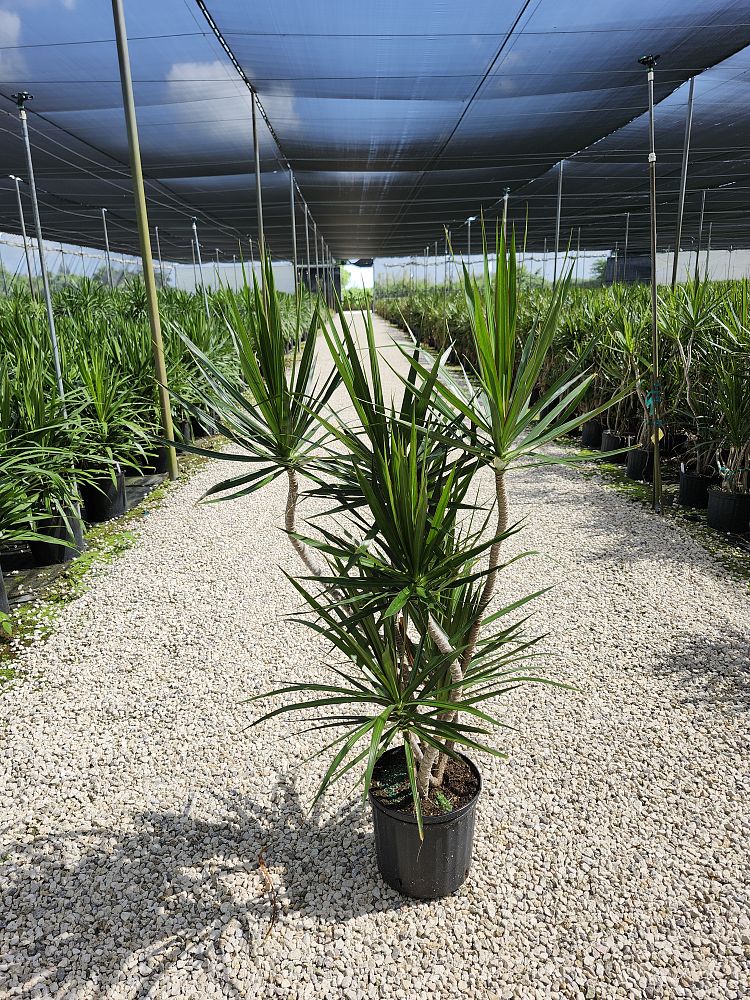 dracaena-marginata-madagascar-dragon-tree