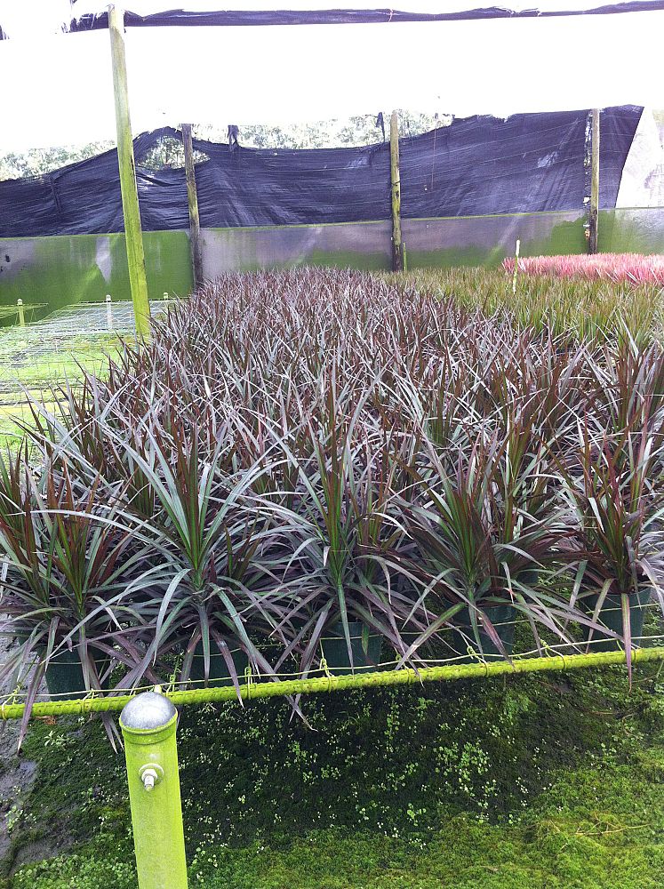 dracaena-marginata-magenta-madagascar-dragon-tree