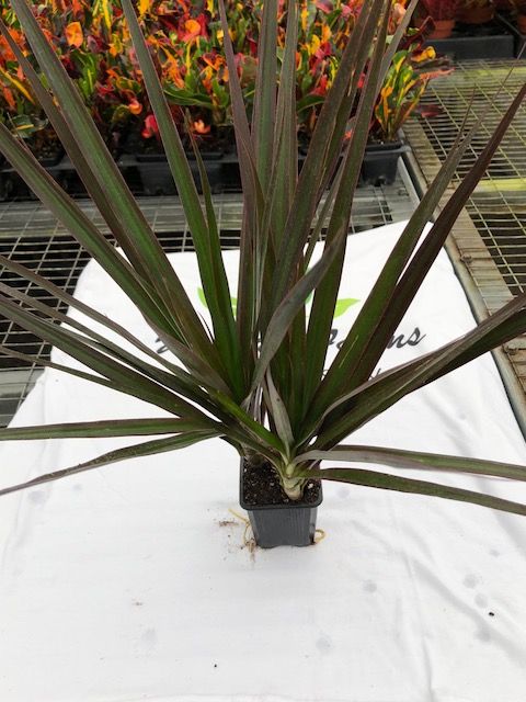 dracaena-marginata-magenta-madagascar-dragon-tree