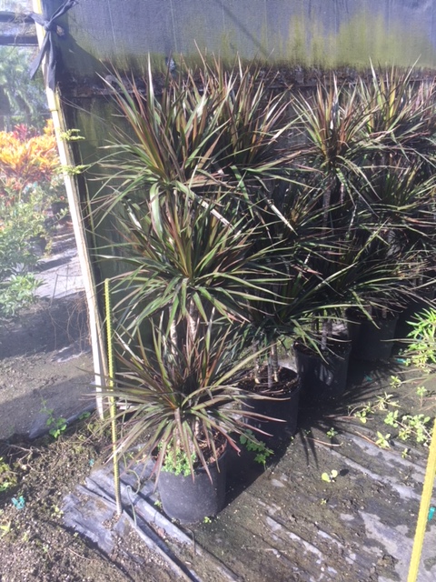 dracaena-marginata-magenta-madagascar-dragon-tree