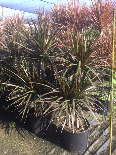 dracaena-marginata-magenta-madagascar-dragon-tree