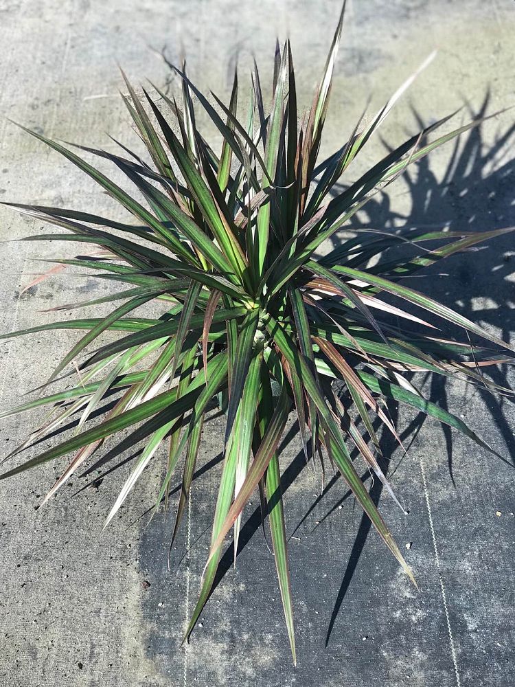 dracaena-marginata-magenta-madagascar-dragon-tree