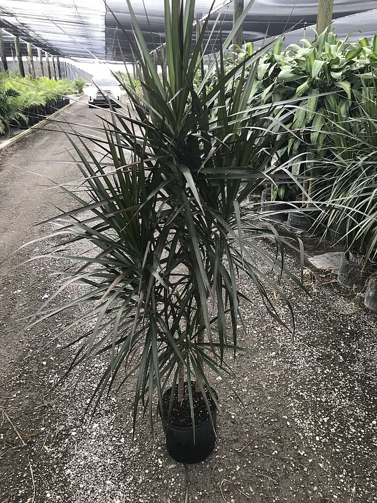 dracaena-marginata-magenta-madagascar-dragon-tree