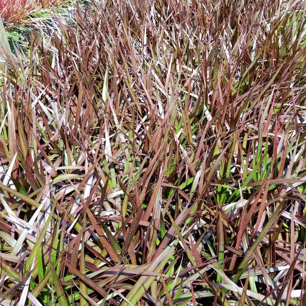 dracaena-marginata-magenta-madagascar-dragon-tree