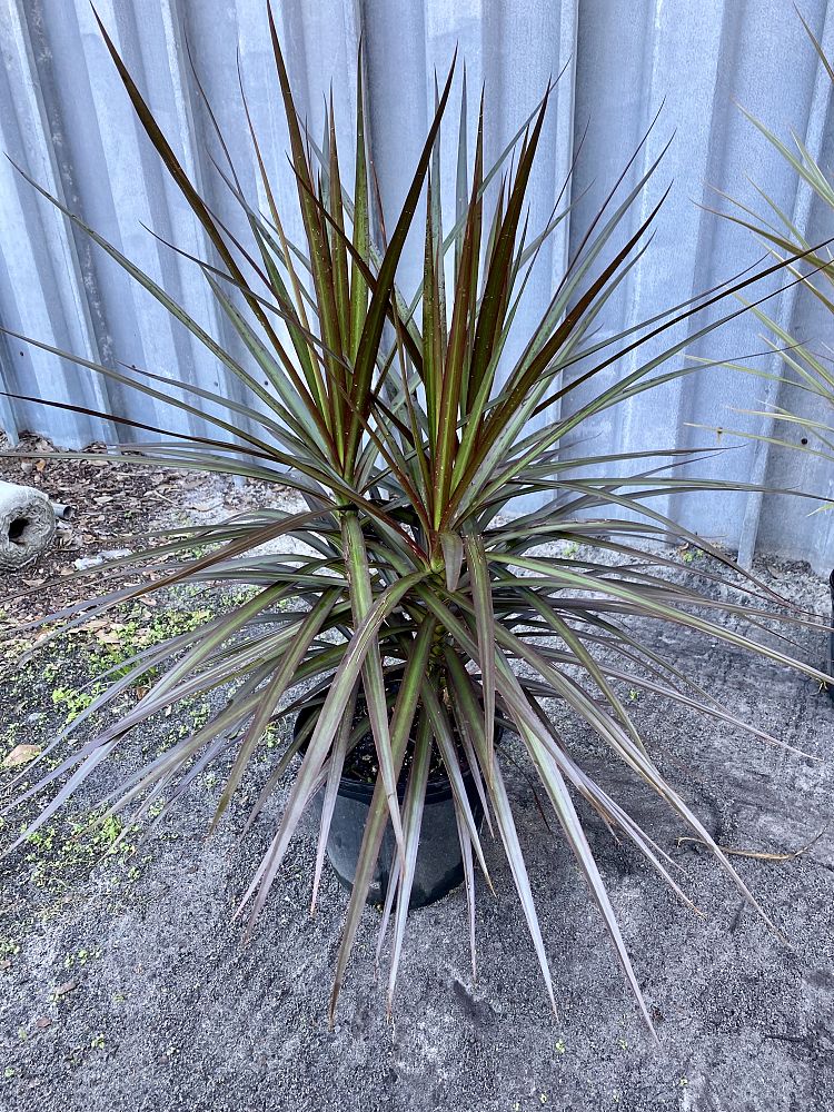 dracaena-marginata-magenta-madagascar-dragon-tree