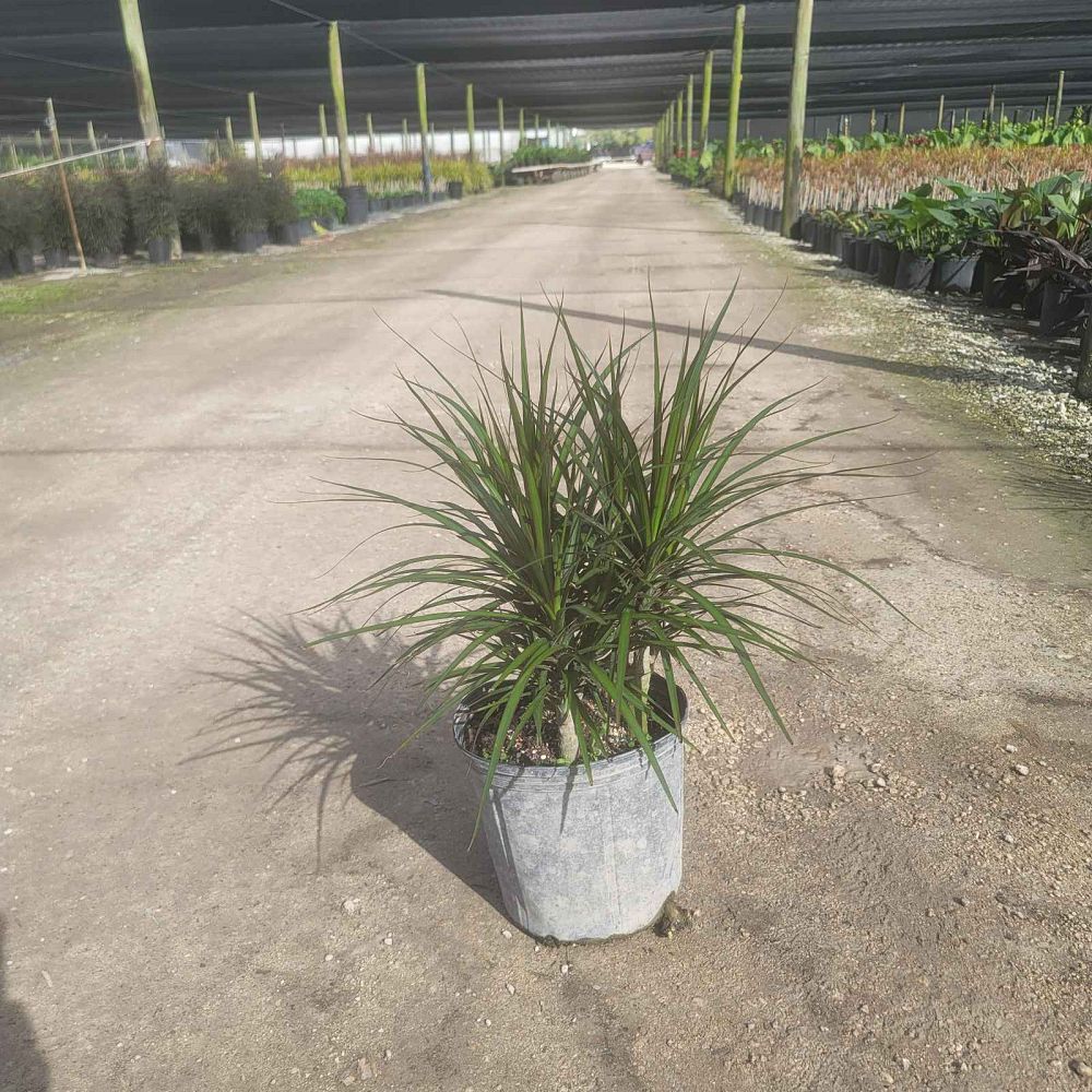 dracaena-marginata-magenta-madagascar-dragon-tree
