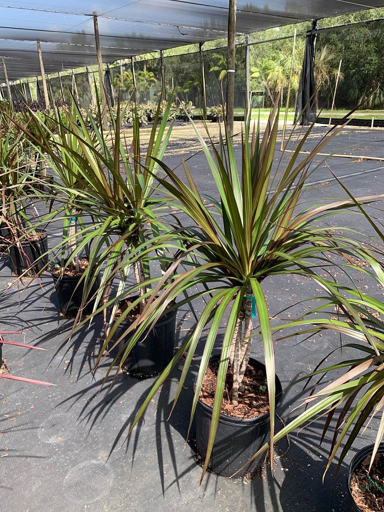 dracaena-marginata-magenta-madagascar-dragon-tree