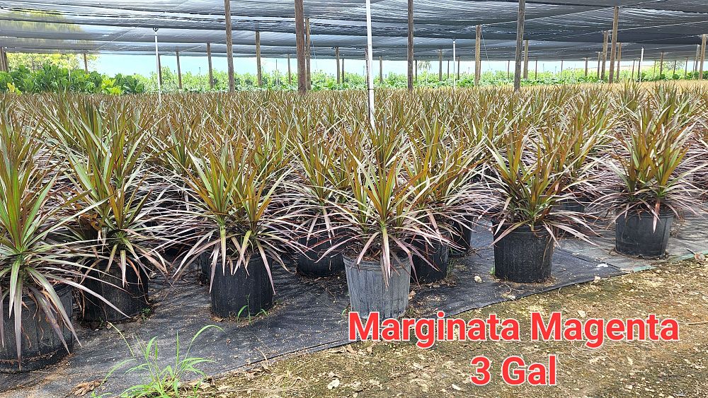 dracaena-marginata-magenta-madagascar-dragon-tree