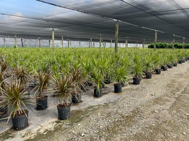 dracaena-marginata-magenta-madagascar-dragon-tree