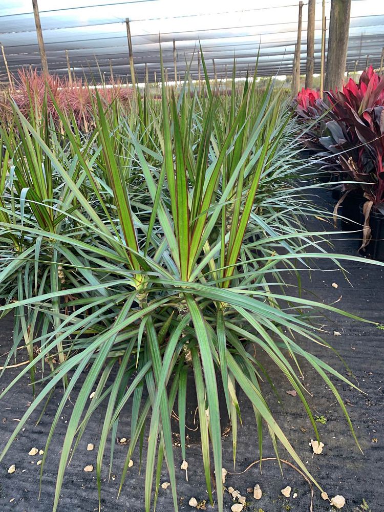 dracaena-marginata-magenta-madagascar-dragon-tree