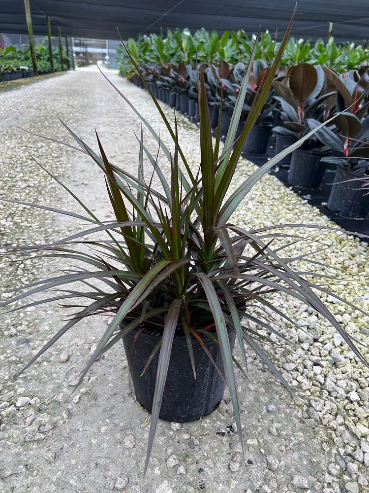 dracaena-marginata-magenta-madagascar-dragon-tree