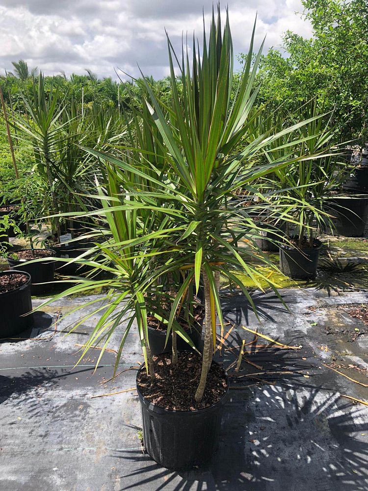 dracaena-marginata-magenta-madagascar-dragon-tree