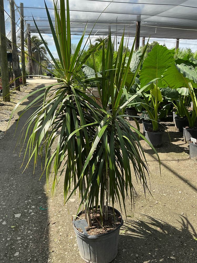 dracaena-marginata-magenta-madagascar-dragon-tree
