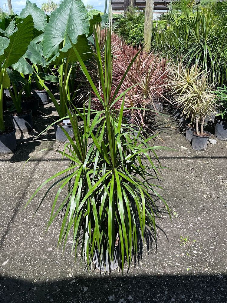 dracaena-marginata-magenta-madagascar-dragon-tree