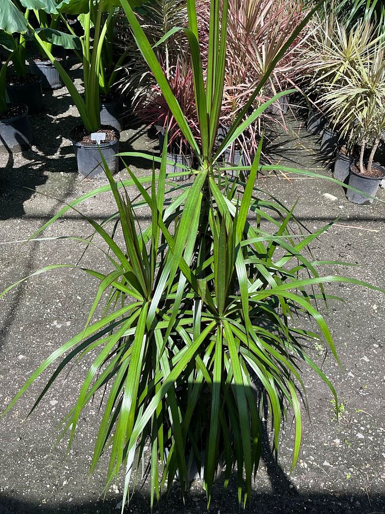 dracaena-marginata-magenta-madagascar-dragon-tree