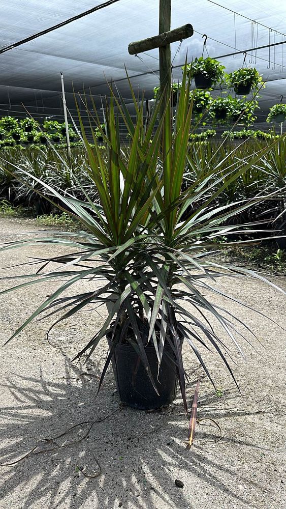dracaena-marginata-magenta-madagascar-dragon-tree