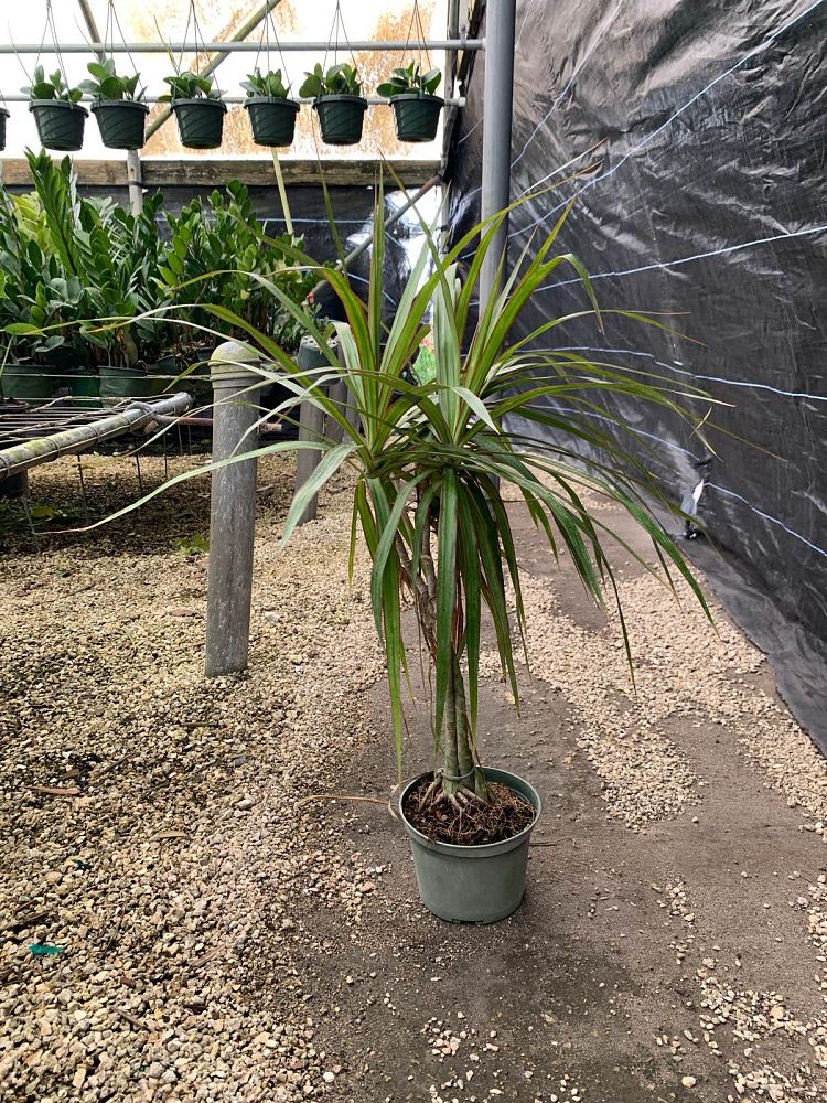 dracaena-marginata-magenta-madagascar-dragon-tree