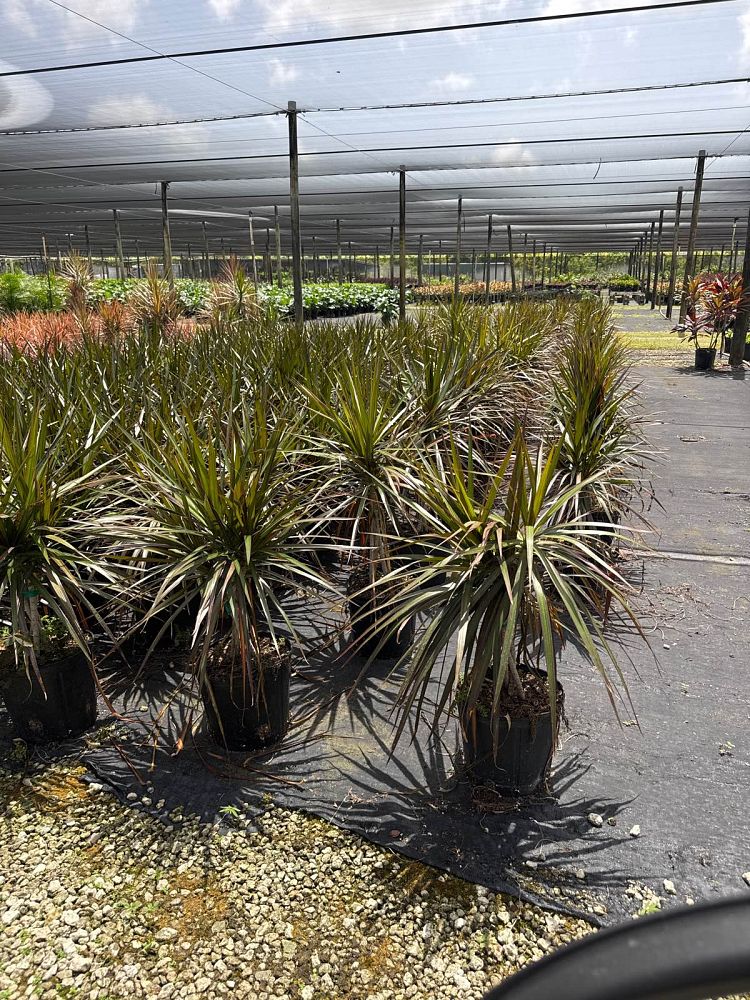 dracaena-marginata-magenta-madagascar-dragon-tree