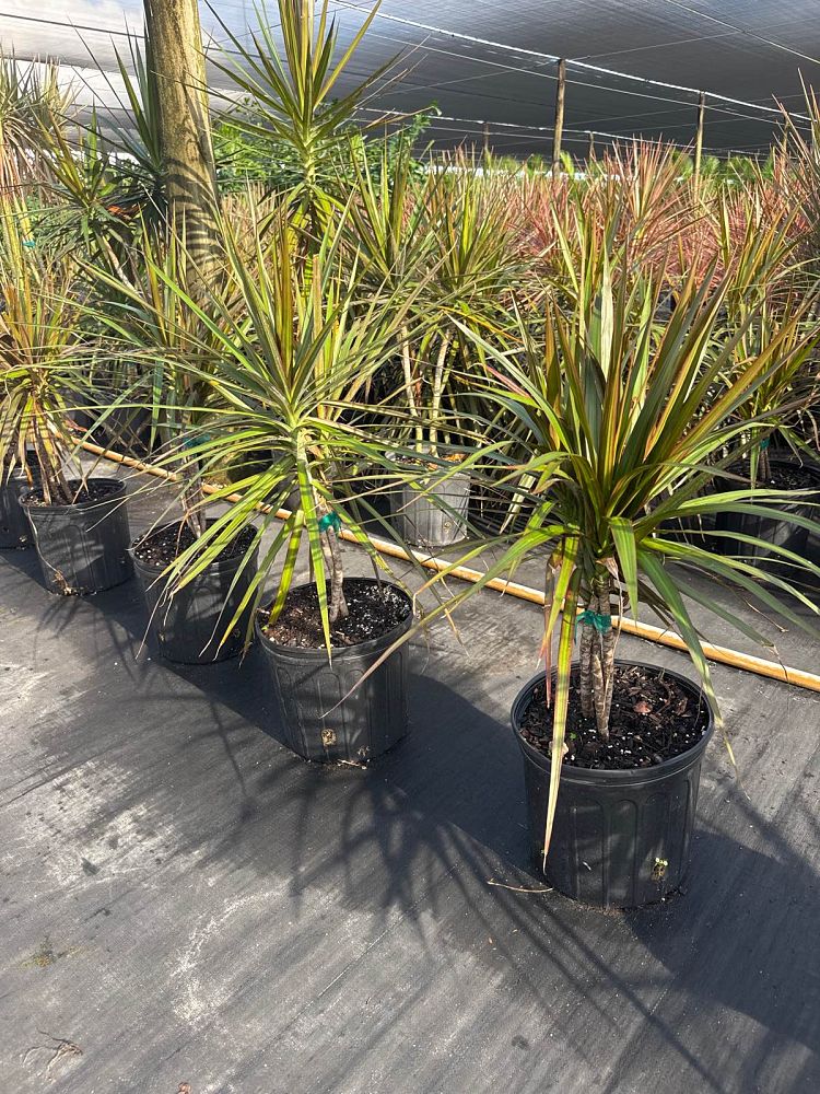 dracaena-marginata-magenta-madagascar-dragon-tree