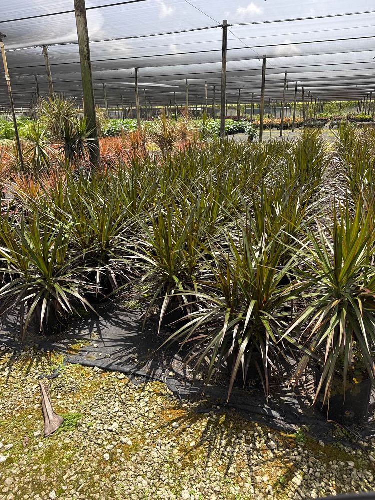 dracaena-marginata-magenta-madagascar-dragon-tree