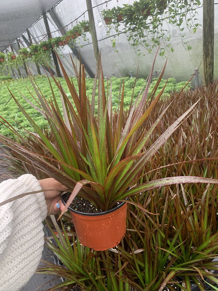 dracaena-marginata-magenta-madagascar-dragon-tree