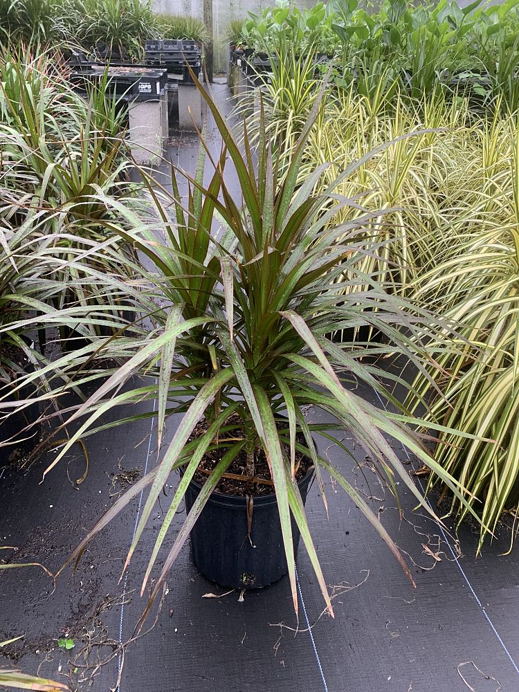 dracaena-marginata-magenta-madagascar-dragon-tree