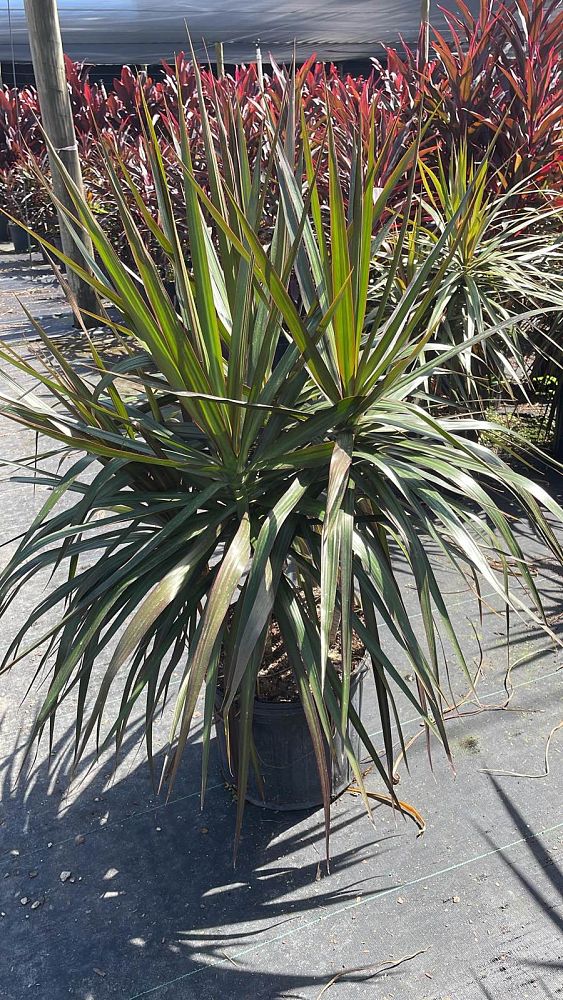 dracaena-marginata-magenta-madagascar-dragon-tree