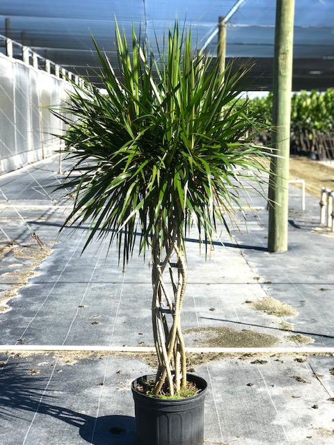 dracaena-marginata-open-weave-madagascar-dragon-tree