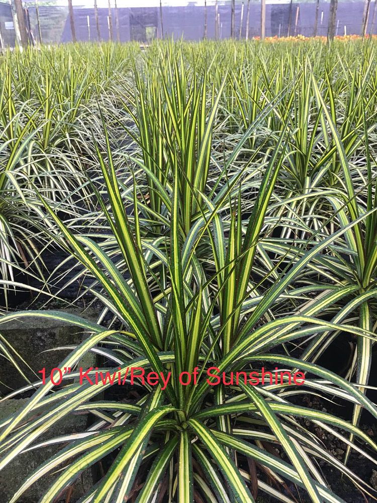 dracaena-marginata-ray-of-sunshine-madagascar-dragon-tree
