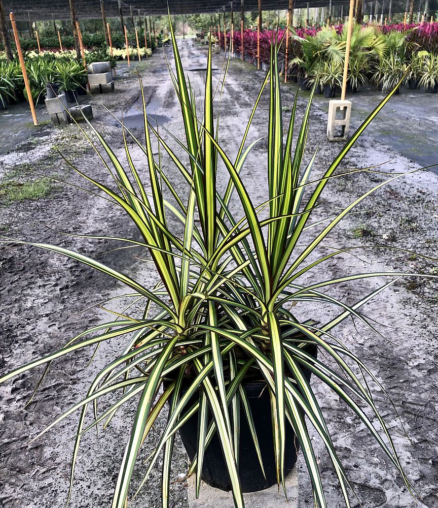 dracaena-marginata-ray-of-sunshine-madagascar-dragon-tree
