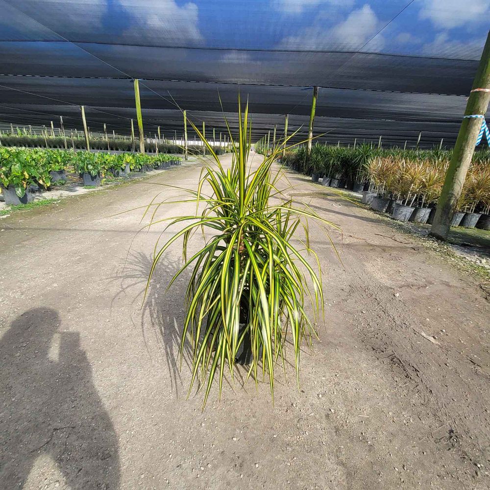 dracaena-marginata-ray-of-sunshine-madagascar-dragon-tree