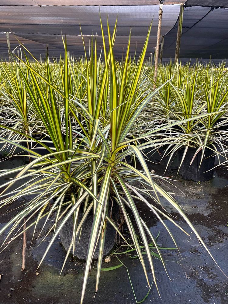 dracaena-marginata-ray-of-sunshine-madagascar-dragon-tree