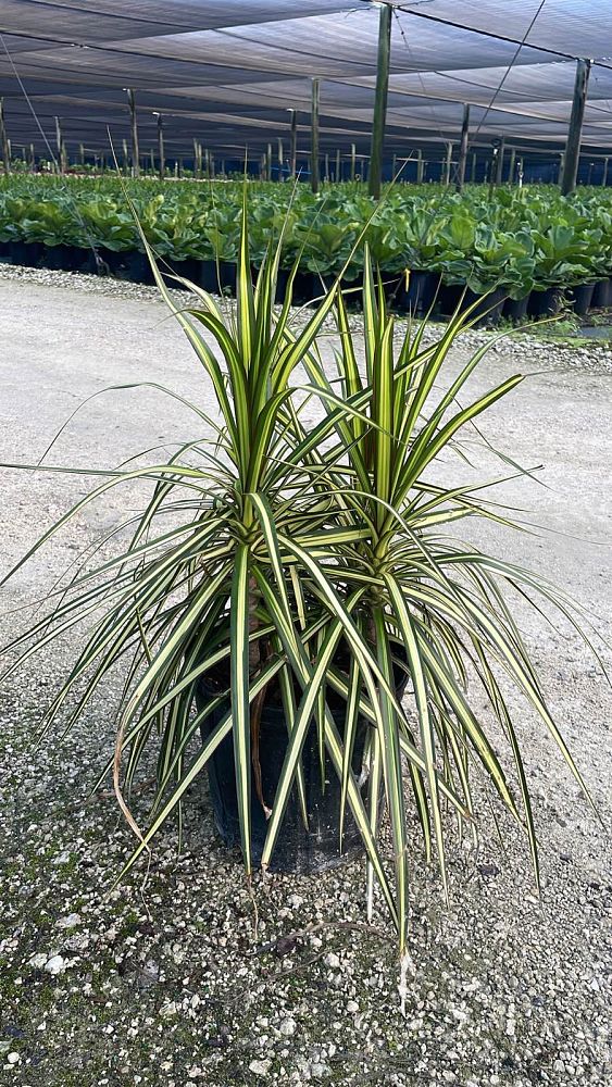 dracaena-marginata-ray-of-sunshine-madagascar-dragon-tree