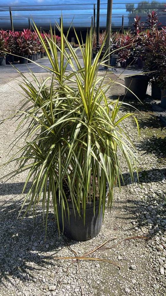 dracaena-marginata-ray-of-sunshine-madagascar-dragon-tree