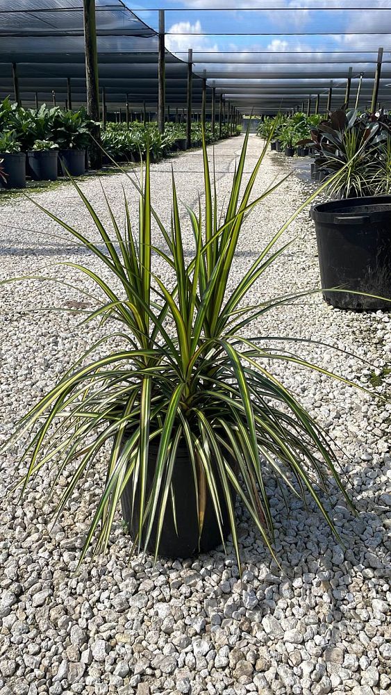 dracaena-marginata-ray-of-sunshine-madagascar-dragon-tree