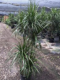 Florida Indoor Gardens | plantANT.com