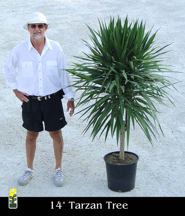 dracaena-marginata-tarzan-madagascar-dragon-tree