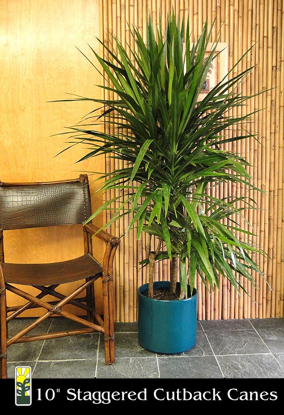 dracaena-marginata-tarzan-madagascar-dragon-tree