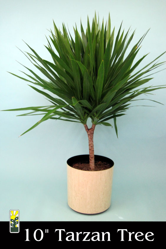 dracaena-marginata-tarzan-madagascar-dragon-tree