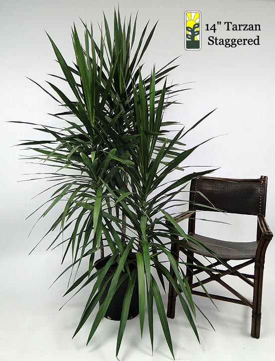 dracaena-marginata-tarzan-madagascar-dragon-tree