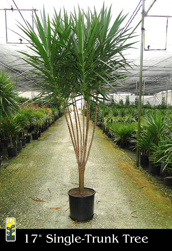 dracaena-marginata-tarzan-madagascar-dragon-tree