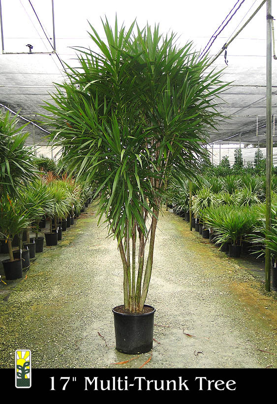 dracaena-marginata-tarzan-madagascar-dragon-tree