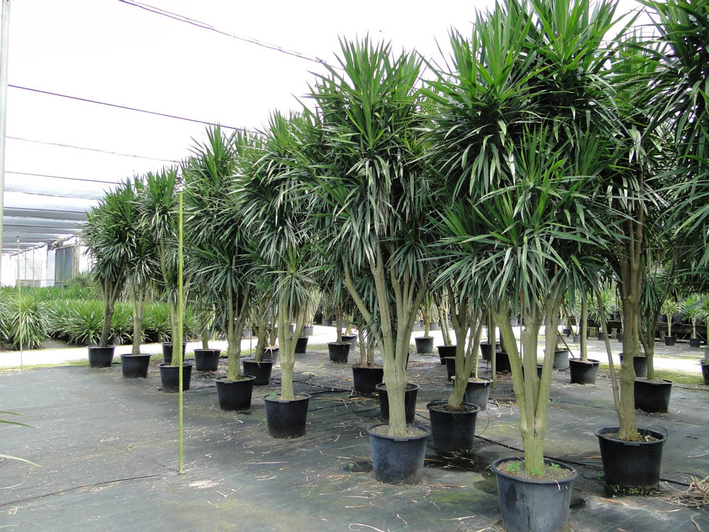dracaena-marginata-tarzan-madagascar-dragon-tree