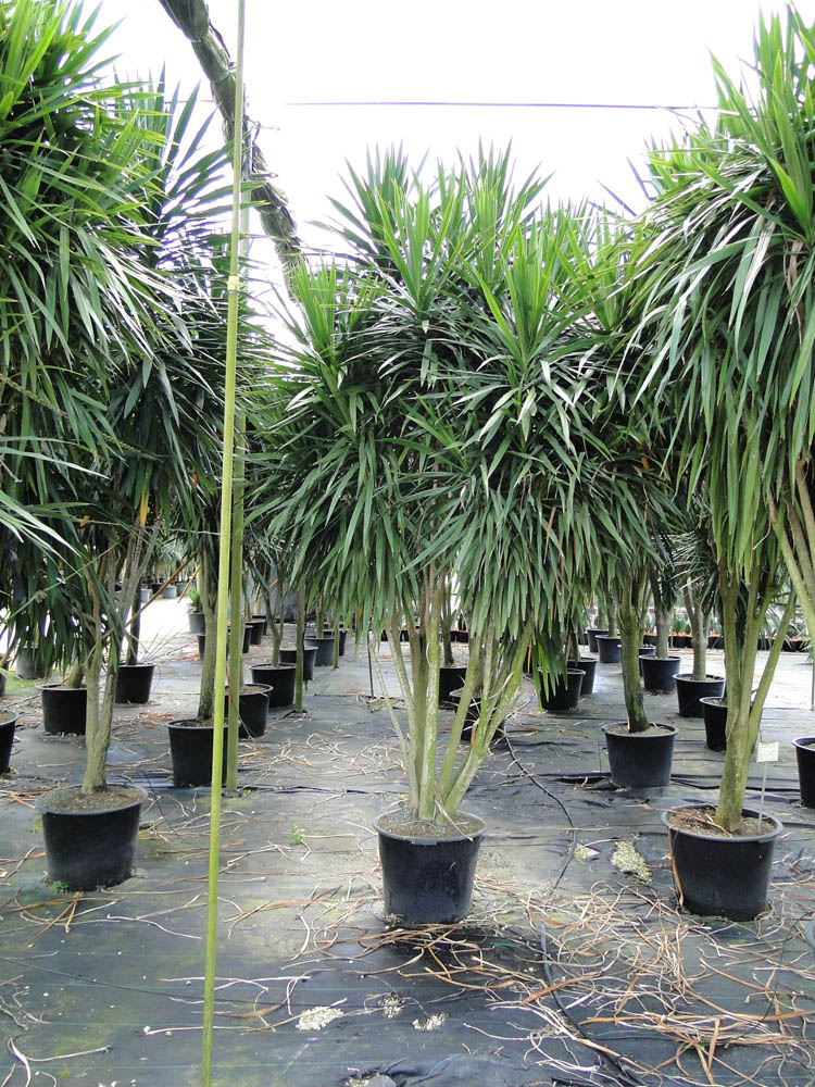 dracaena-marginata-tarzan-madagascar-dragon-tree
