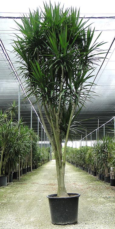 dracaena-marginata-tarzan-madagascar-dragon-tree