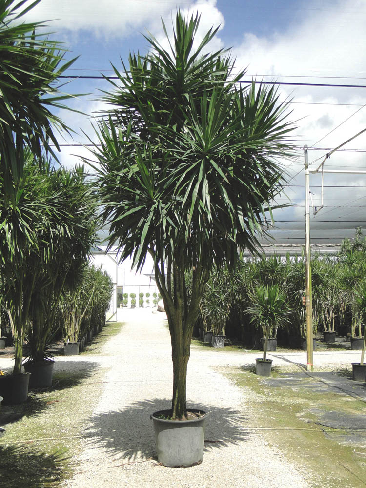 dracaena-marginata-tarzan-madagascar-dragon-tree